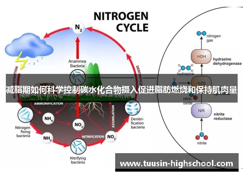 减脂期如何科学控制碳水化合物摄入促进脂肪燃烧和保持肌肉量